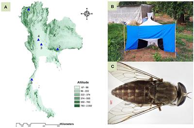 Intraspecific variation in wing geometry among Tabanus rubidus (Diptera: Tabanidae) populations in Thailand